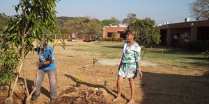 50 especies de árboles fueron sembradas en Valledupar