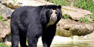 La UNAD hace parte del VI Festival Nacional del Oso de Anteojos y Danta de Montaña