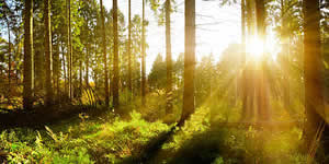 Investigador Unadista participa en importante publicación sobre la recuperación de los bosques en el neotrópico