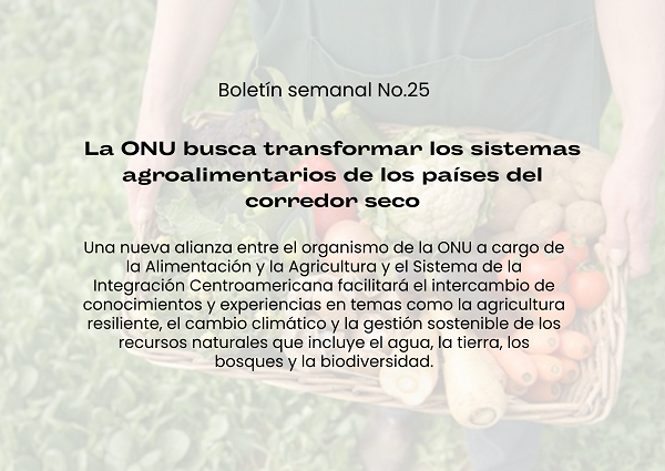 Noticia1 boletin no. 25