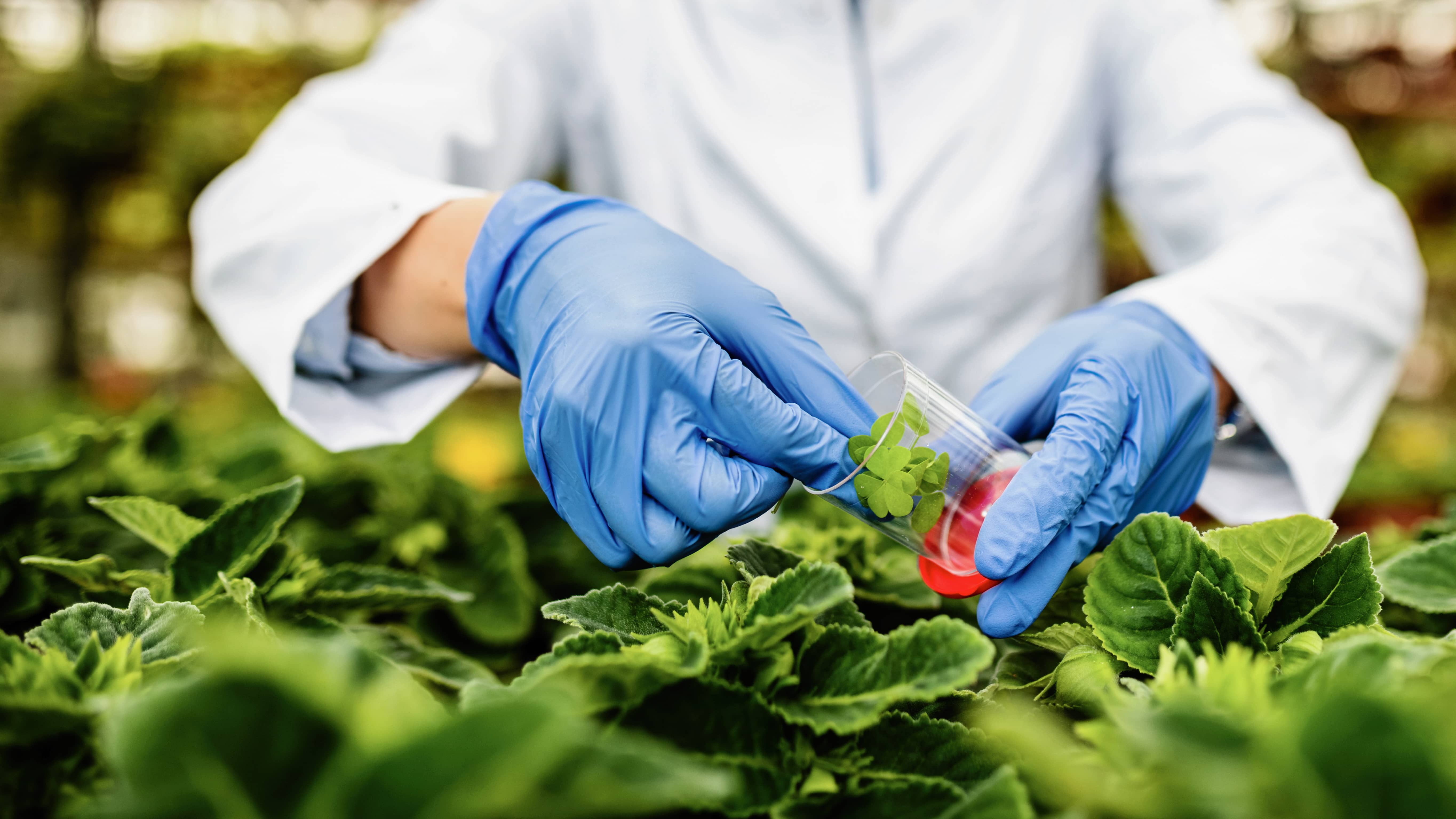 La Ciencia que Está Sanando las Heridas del Planeta: Fitorremediación.