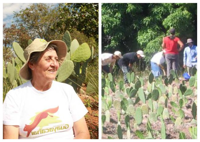 Ella quiere convertir los cactus en energía
