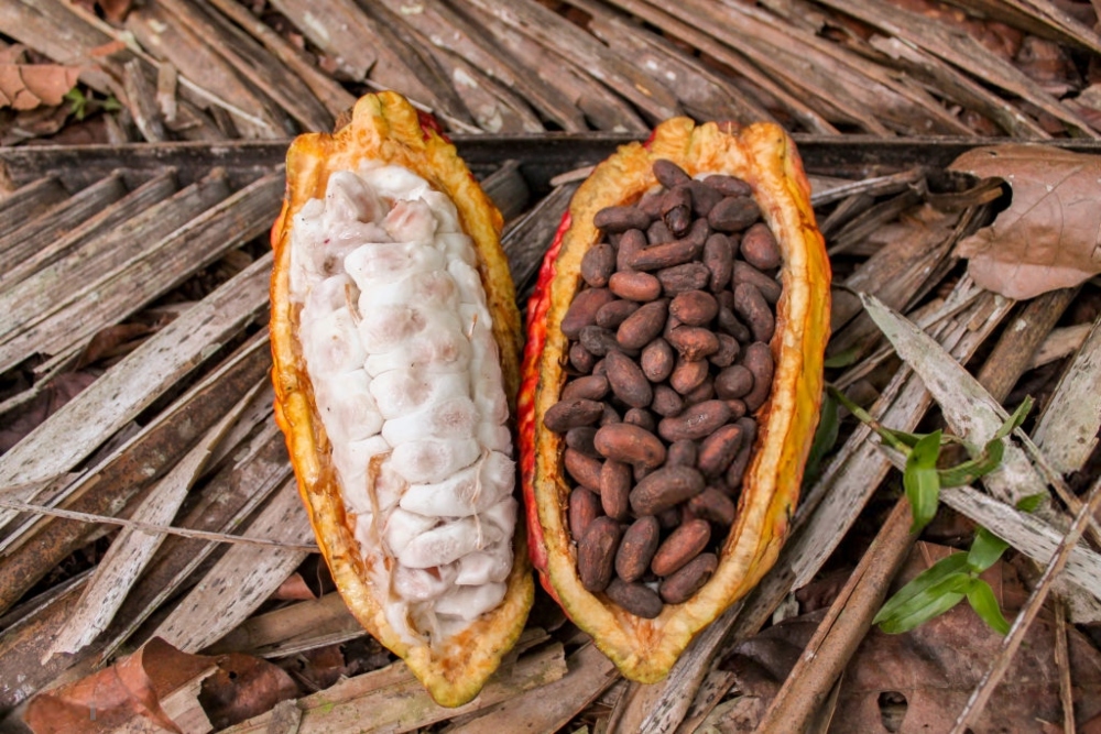 cacao22