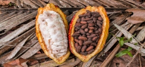 Docente de la UNAD crea nariz electrónica para control de calidad del cacao