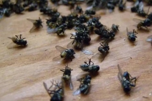 UNAD lidera estudio para mitigar proliferación de moscas en La Mesa de Los Santos