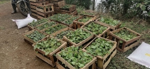 120 campesinos en Nariño han sido beneficiados por proyecto Unadista de sistemas de cultivo