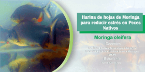 Harina de hojas de Moringa para reducir el estrés en peces nativos 
