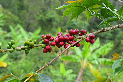 Planta de Cafe
