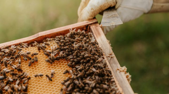 Una Lucha por los Héroes Silenciosos de la Naturaleza