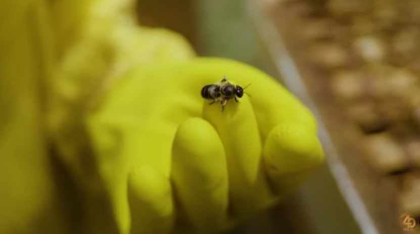 abejas 2