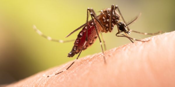 Conoce las causas y mitos sobre el reciente brote de dengue que tiene en alerta al país