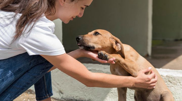 Más allá del humano: los fundamentos de los derechos de los animales