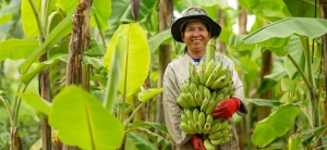 Proyecto en el Tolima busca soluciones ecoamigables para los residuos de plátano