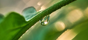 Agua de lluvia: una alternativa hídrica para la producción agrícola en el trópico alto boyacense