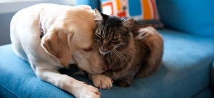 UNAD ofrece curso MOOC sobre cuidados preventivos de tu mascota