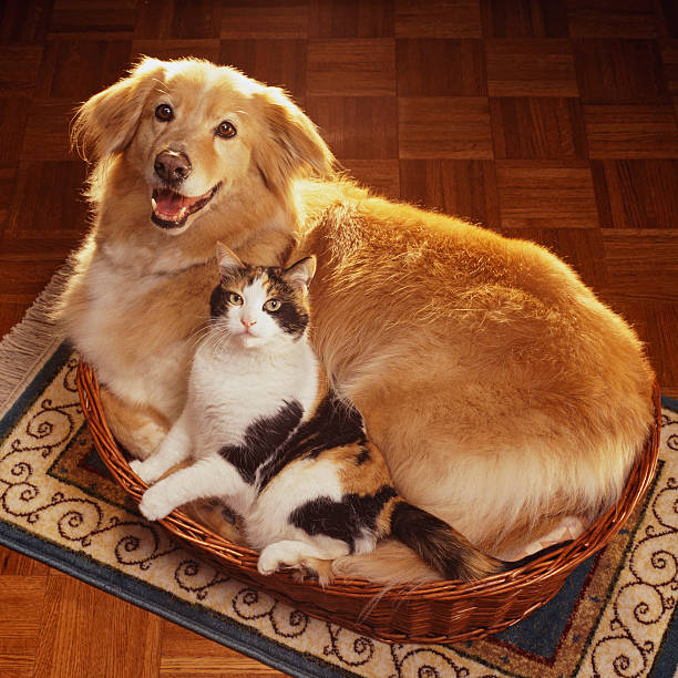 gettyimages 200439244 001 612x612