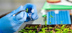 Biotecnología Alimentaria: Clave para un futuro sostenible en la industria alimentaria