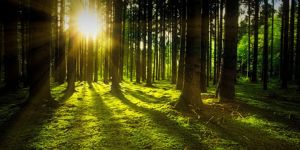 Experto unadista habla, en EL ESPECTADOR, sobre afectación a bosques por fenómeno del niño