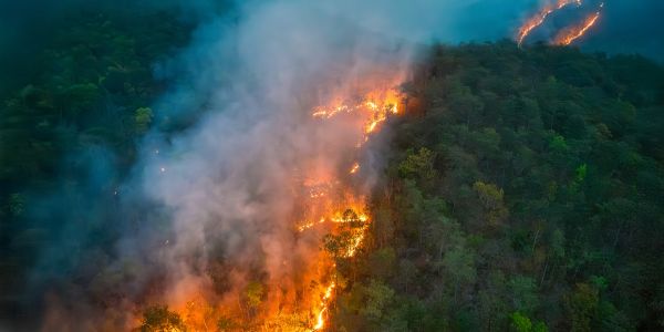 Incendios forestales en Colombia: causas, consecuencias y aportes