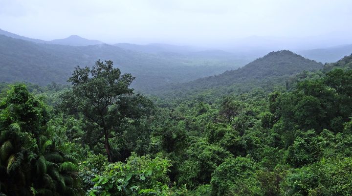 Glifosato vs la selva: ¿puede una semilla resistir al herbicida?